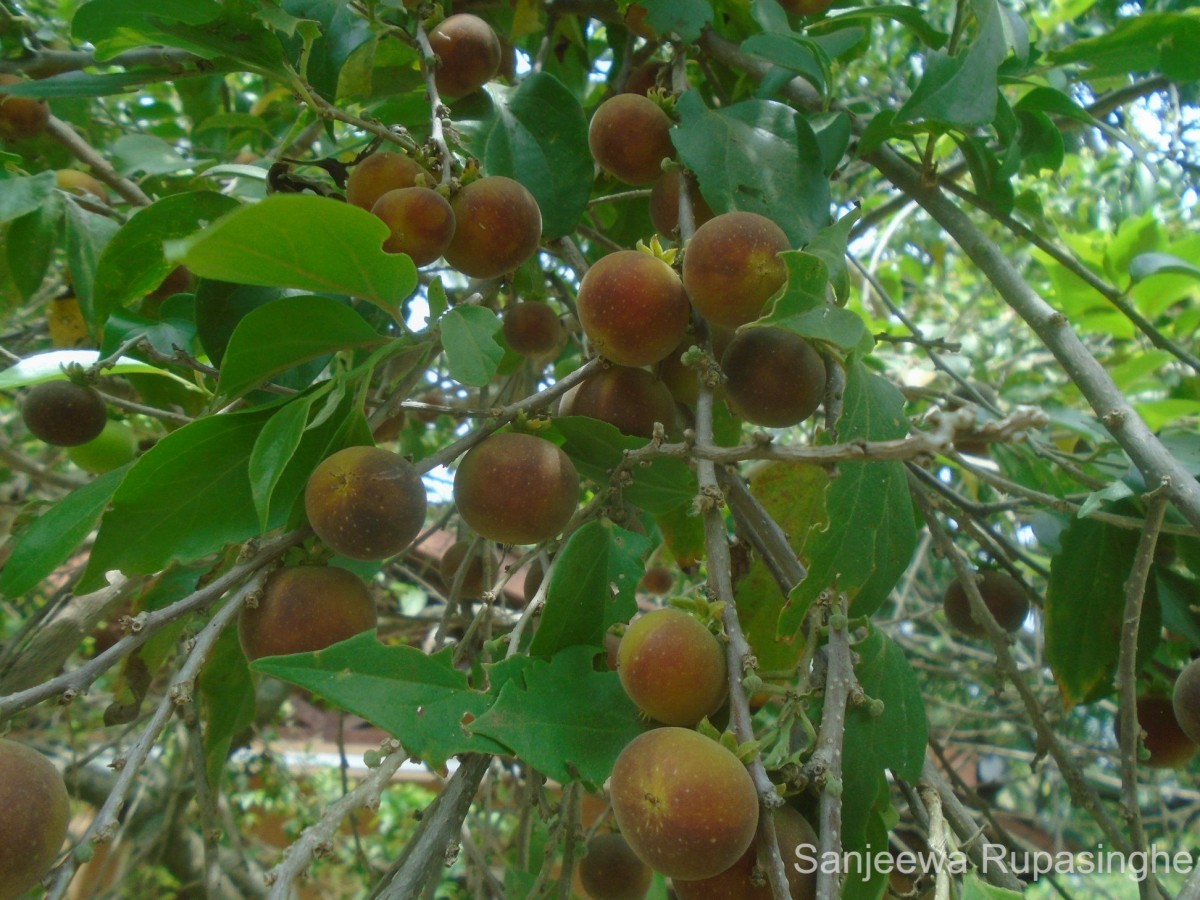 Dovyalis hebecarpa (Gardner) Warb.